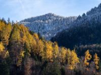 Goldener Lärchenwald im Priental und dahinter frisch verschneiter Waldgipfel